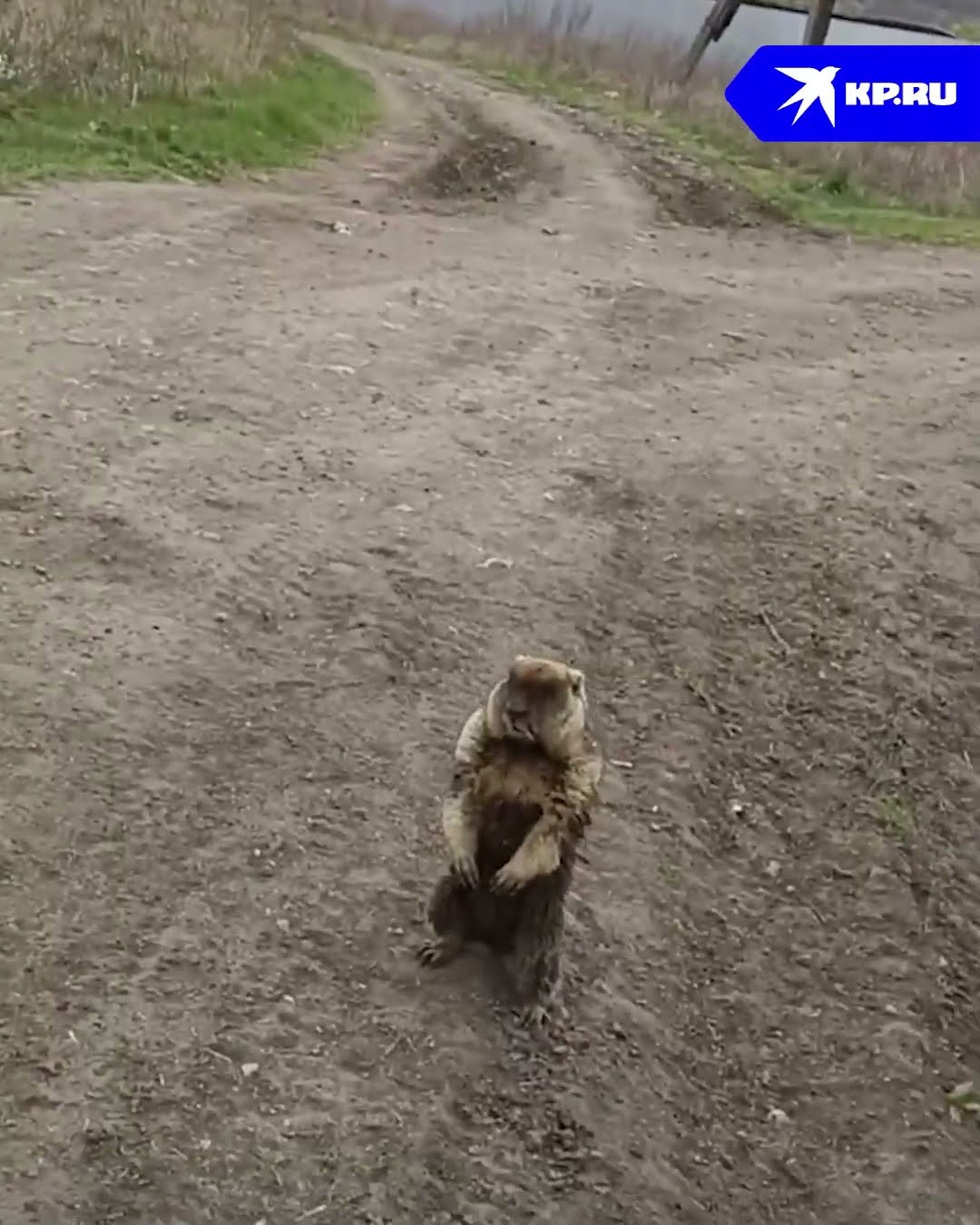 кот держит собаку