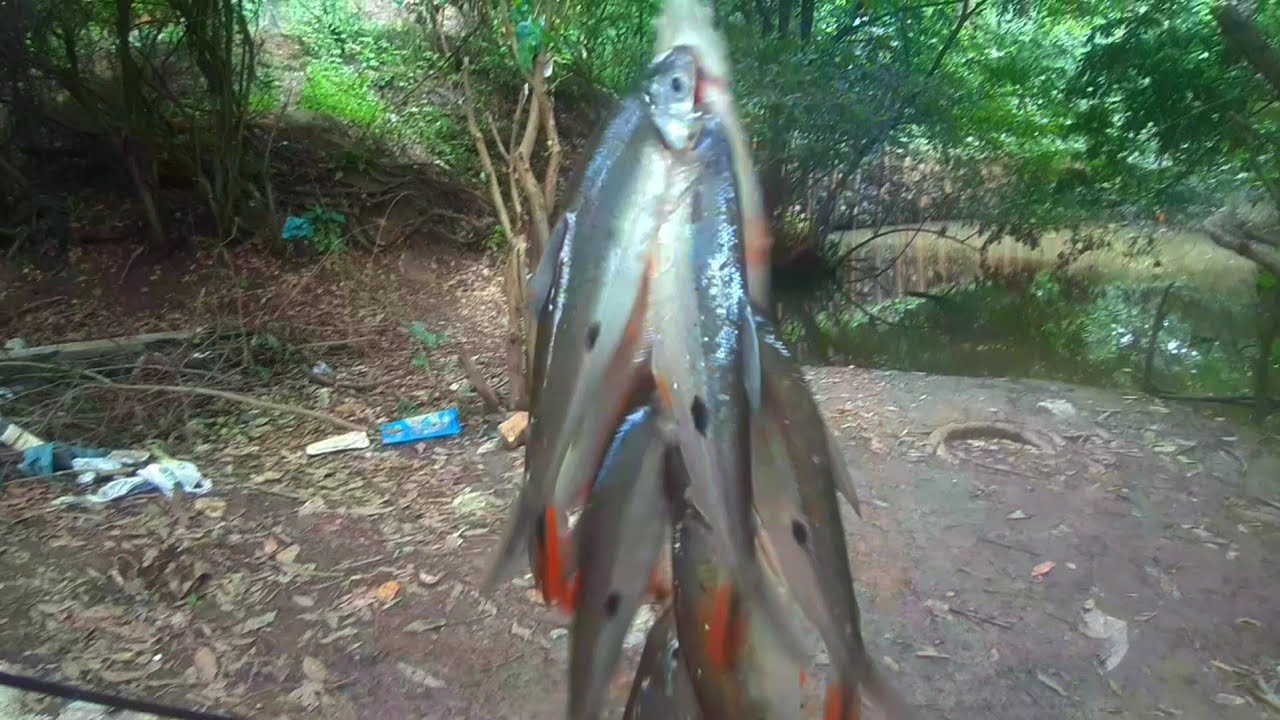 Fala pescador!!! Hoje teve peixes na pescaria sim, piau / curimátá / muito voador ou frexeiro,.