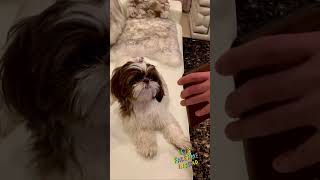 My Cuz Mochis Reaction To Whiny Tobi On Facetime