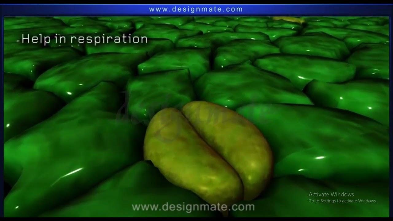 Exchange of gases in roots and stems