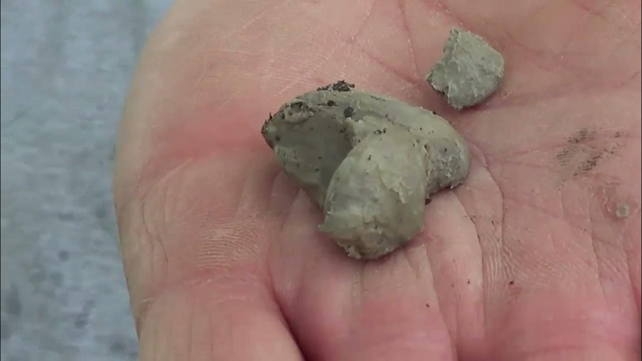 Horse Sheath Cleaning Finding & Removing The Bean Smegma Dirt & Wax