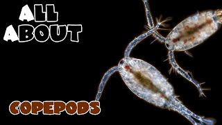 All About The Copepods