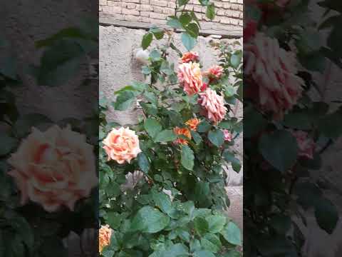 حیاط خانه ی قدیمی ما