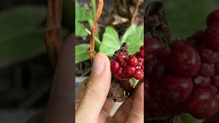 Así se MULTIPLICA la Planta Alocasia u Oreja de Elefante