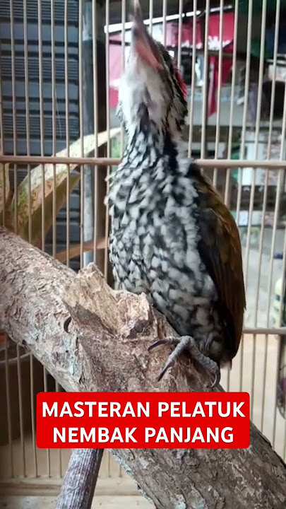 Masteran mewah pelatuk nembak panjang  #masteranburung #muraibatu #masteranmuraibatu #pelatukgacor
