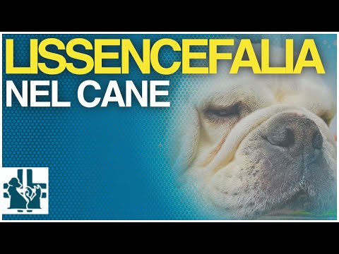 Video: Kan lissencefalie worden genezen?