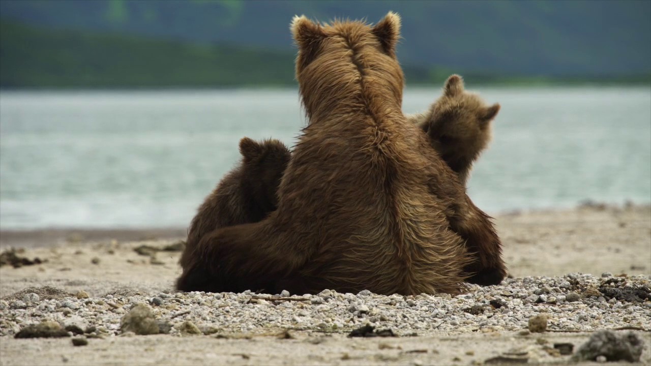 «Медведи Камчатки. Начало жизни». Тизер - YouTube
