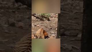 Тигр Напал На Оленя.