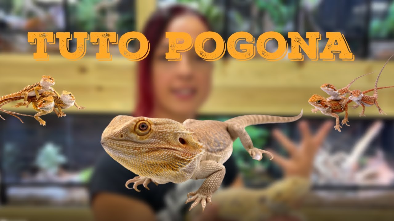 COMMENT MAINTENIR LE POGONA VITTICEPS ? (tuto sur l'agame barbu)