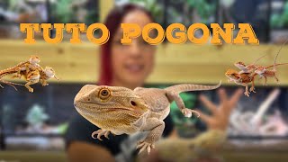 COMMENT MAINTENIR LE POGONA VITTICEPS ? (tuto sur l'agame barbu)