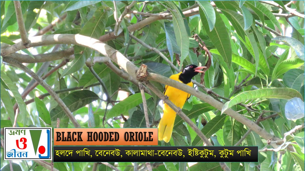 Black Hooded Oriole, হলদে পাখি , বেনেবউ , কালামাথা-বেনেবউ , ইষ্টিকুটুম