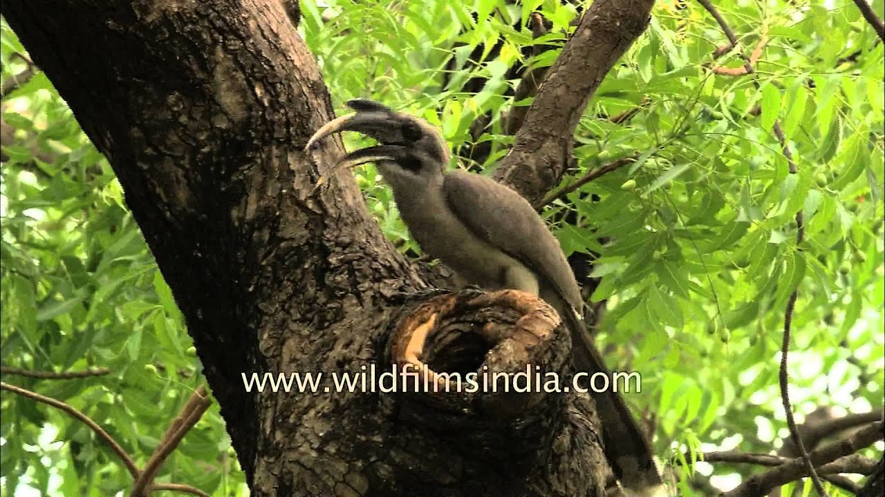 Grey Hornbill found nesting in New Delhi city, after ages 
