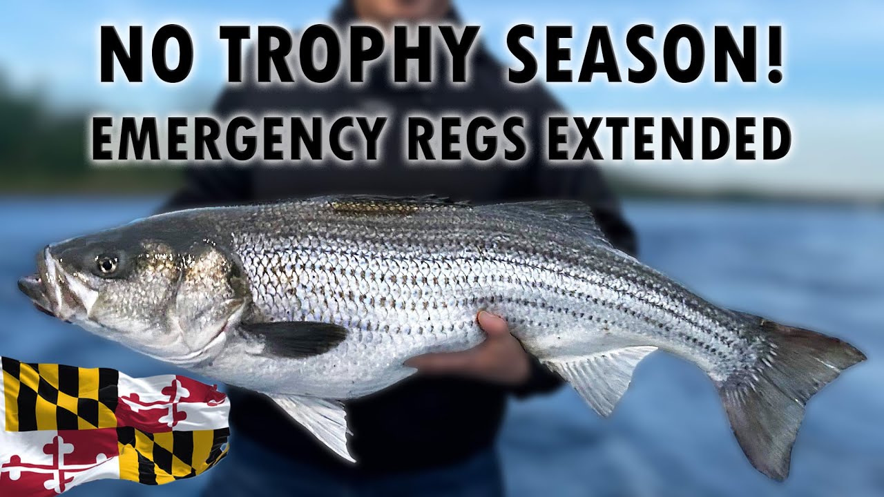 EMERGENCY Striped Bass REGULATIONS Extended NO TROPHY SEASON