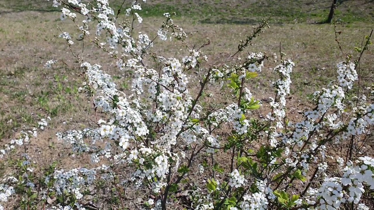 너는 나의 보물 찬양