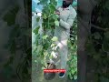 #viralvideo #fruit #followme #farming #video #gardening #followme #viralvideo