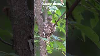 American Redstart Feeding Young Sort