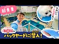 普段は入れない！海遊館が100倍楽しくなる水族館バックヤードツアー ジンベエザメ〜バックヤード編 / 大阪観光 kaiyukan aquarium osaka