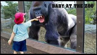 Try Not To Laugh Babies React To Zoo Animals - Laugh Trigger