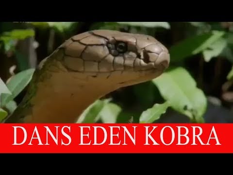 DANS EDEN YILAN - KOBRA (2018 yeni kısa komik video) komik whatsapp durum videoları izle