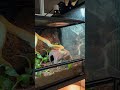 Feeding My Albino Carpet Python: Watch the Action Unfold! 🤩🐍 #python #snake #animals