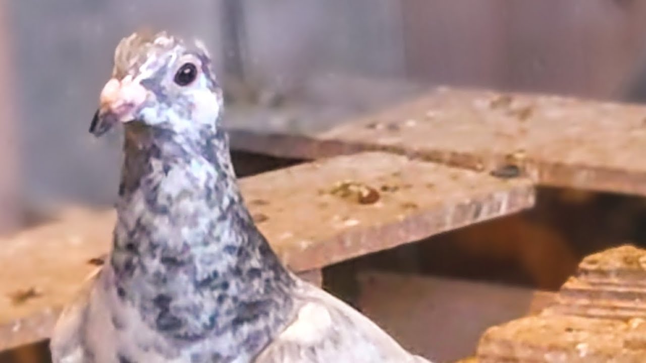 火の国熊本vol.2