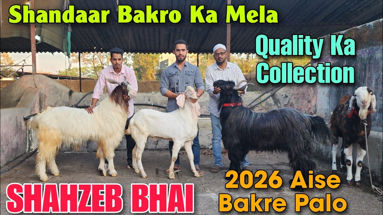 Shandaar Quality Wale Andul Bakre At SHAHZEB BHAI | 2026 Quality Wale Goat In PADGHA Bhiwandi 