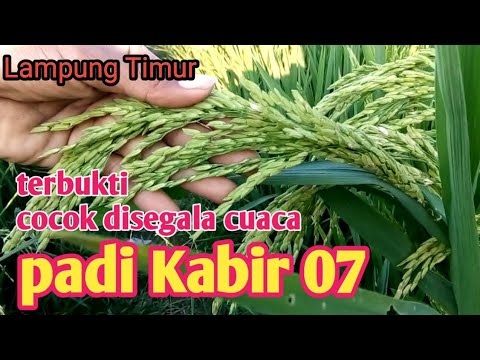 Padi Kabir 07 Cocok Di Segala Musim Youtube