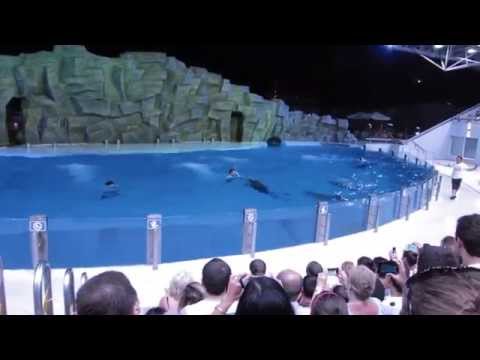 DOLPHINARIUM IN BATUMI - GEORGIA (ბათუმის დელფინარიუმი)