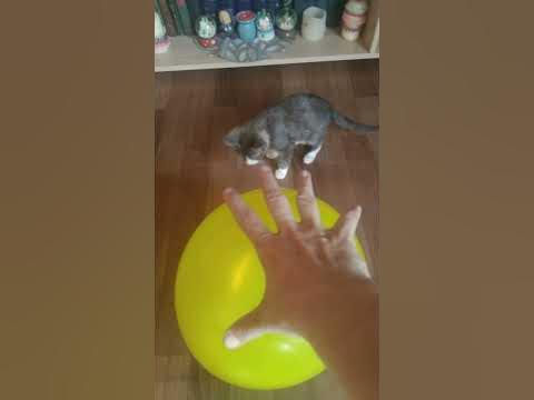 #Котик счастлив - YouTube