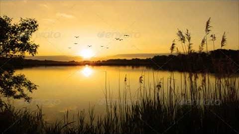 Animated Bird Flock-After Effects Template Videohive