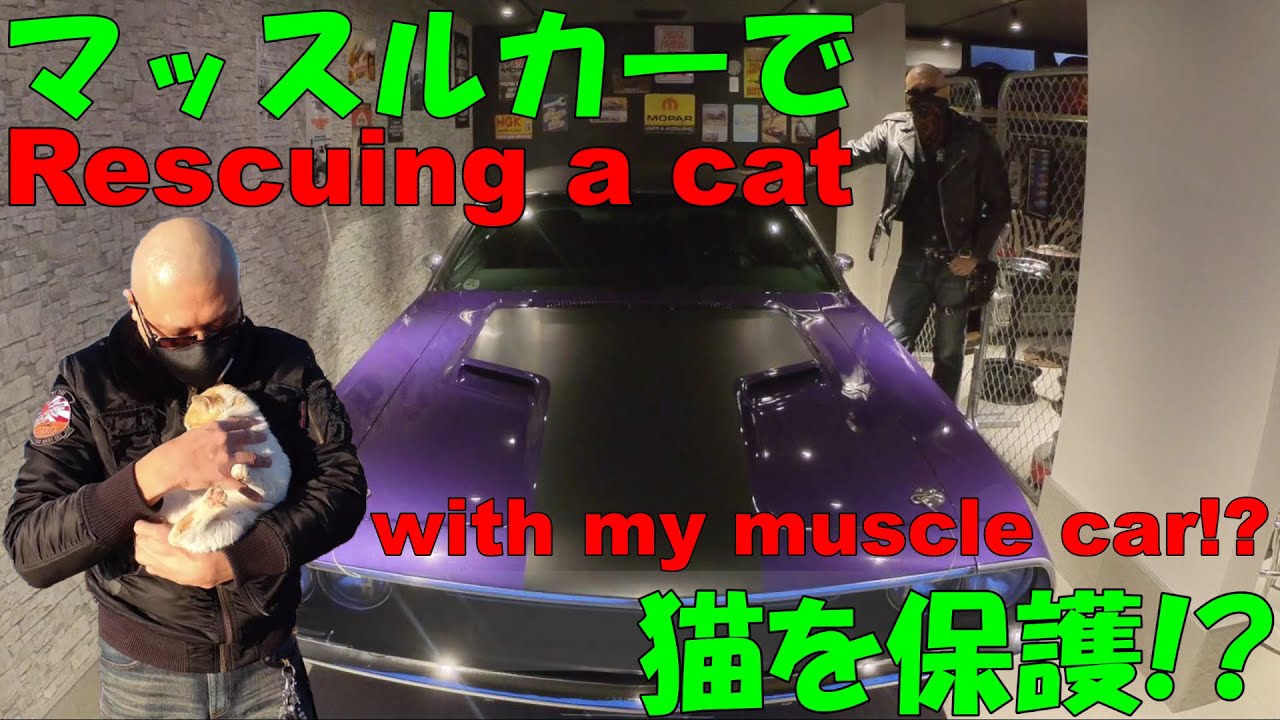 【ダッジ・チャレンジャー】ドライブしながら愛車トークのつもりが、まさかの出会いに大騒ぎ【保護猫】