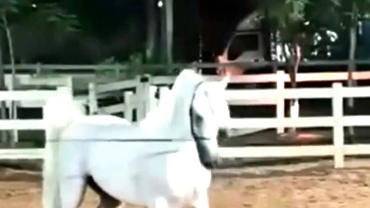 شيلة خيل الهدلا معسفة المهار - ذكرنا مثل البروق البارقة