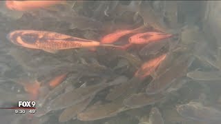 Thousands of goldfish invading inlet of Chaska, Minn. lake