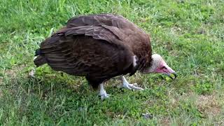 Hooded Vulture