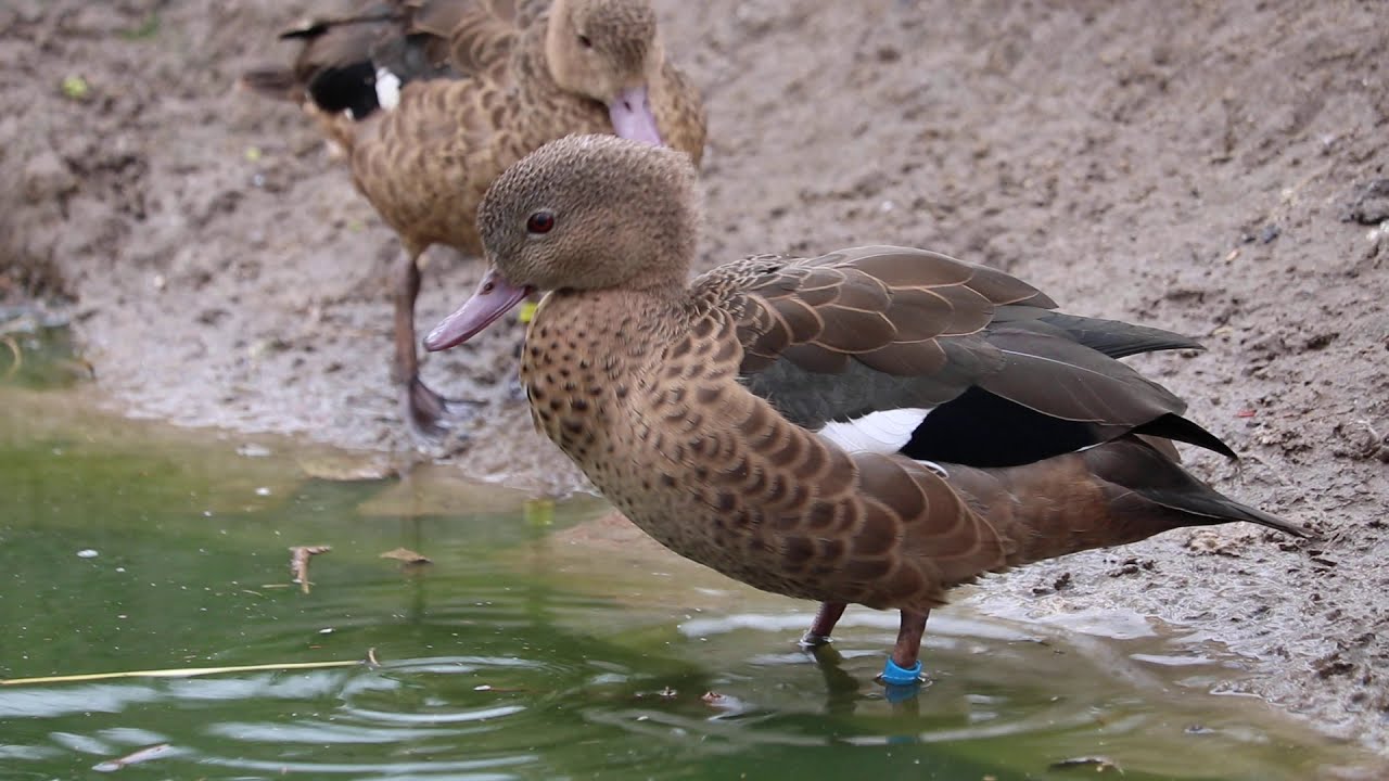 Madagascar teal female stirs up male and chases away other females.