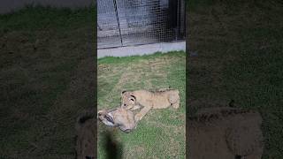 Lion Cub Playing With Rabit | Nouman Hassan |
