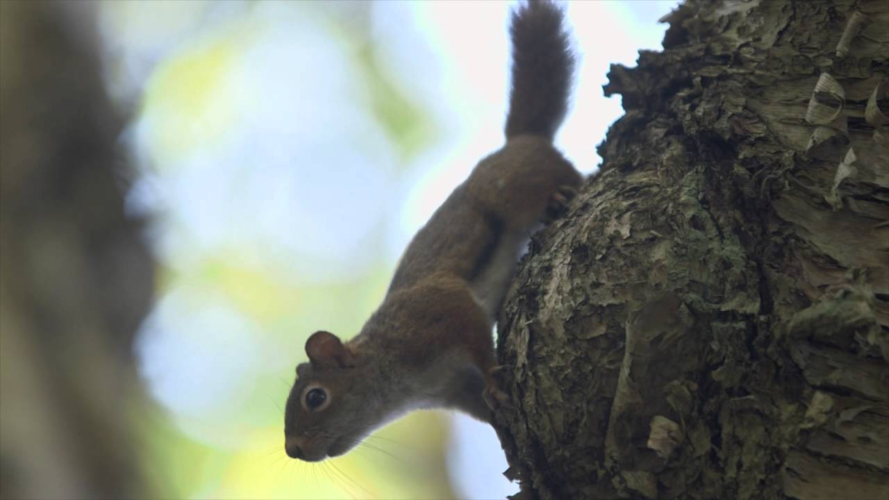 Natural Cinematography Maine Media Workshop final