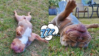 SAW MY BULLDOG SLEEPING ON HIS BACK | OLDE ENGLISH BULLDOG 🐶