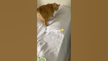 Playing Squid Game with my cat😂#cutecat #squidgame #redlightgreenlight