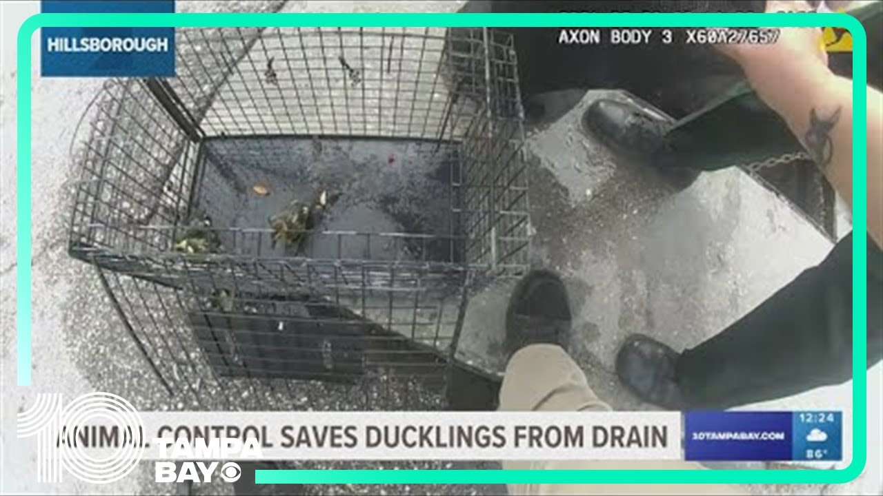 Eight ducklings saved from a storm drain in Hillsborough - YouTube