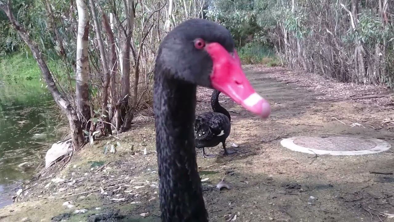 TEQWIN  - Falling In Love (2026)