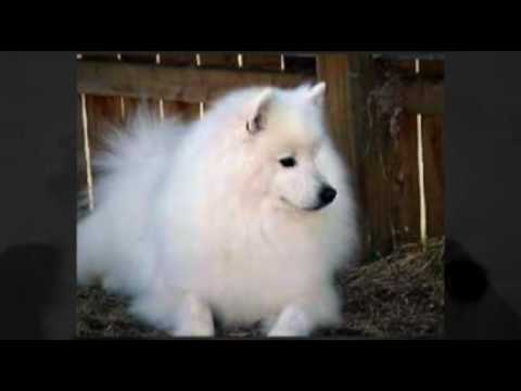 puppy paradise American Eskimo