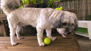 Short Relaxing Video of Our Garden Part 1 with very inspiring music