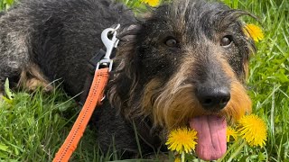 Dandelion fun for cute dachshund #TeddyTheDachshund by Teddy the Dachshund 1,793 views 1 month ago 1 minute, 21 seconds