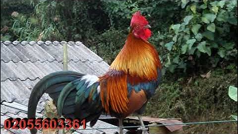 แบ่งสายหมาน qaib dib qua zoo noob qaib dib tuaj zoo 202 0309186466