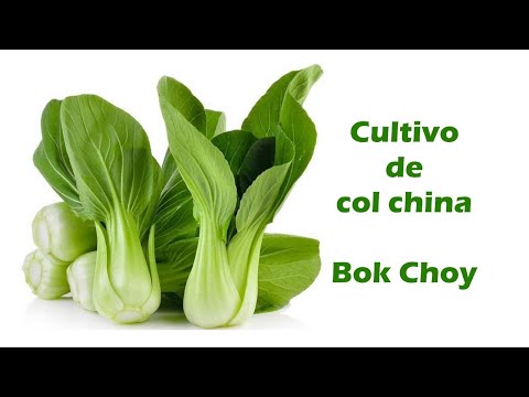 Video: Cuidado del bok choy en maceta: consejos para cultivar bok choy en contenedores