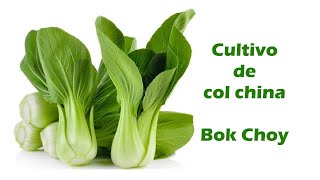 Como Cultivar  Col China (Bok Choy) || Tu Huerto fácil || #bokchoy
