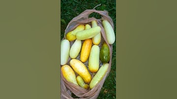Mygarden vegetable Cucumbers!! #gardening #harvesting #satisfying #vegetables #cucumber #shorts