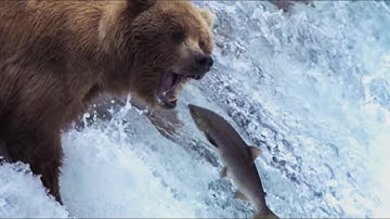 Grizzly Bears Catching Salmon | Nature