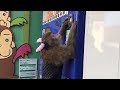 Cute monkeys mastication sound　メッチャ可愛いお猿達 珍しいお猿の咀嚼音をお楽しみ下さい